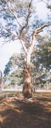 Do the gospels contain a critique of Greek philosophy?