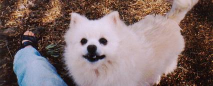 Do the gospels contain a critique of Greek philosophy?