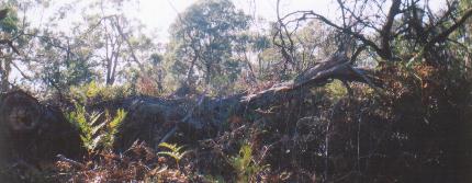 Do the gospels contain a critique of Greek philosophy?